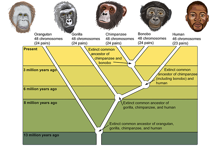 A timeline phylogenic tree showing the evolution of humans over 13 million years.